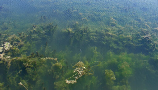 Overhead view of dark green algae blooms on Lake Erie.