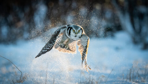 Northernhawk owl flying low over snow-covered ground.