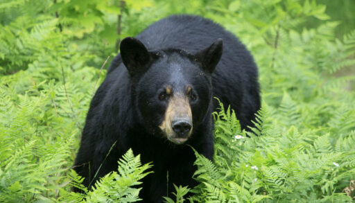Black bear standing in green bushes.