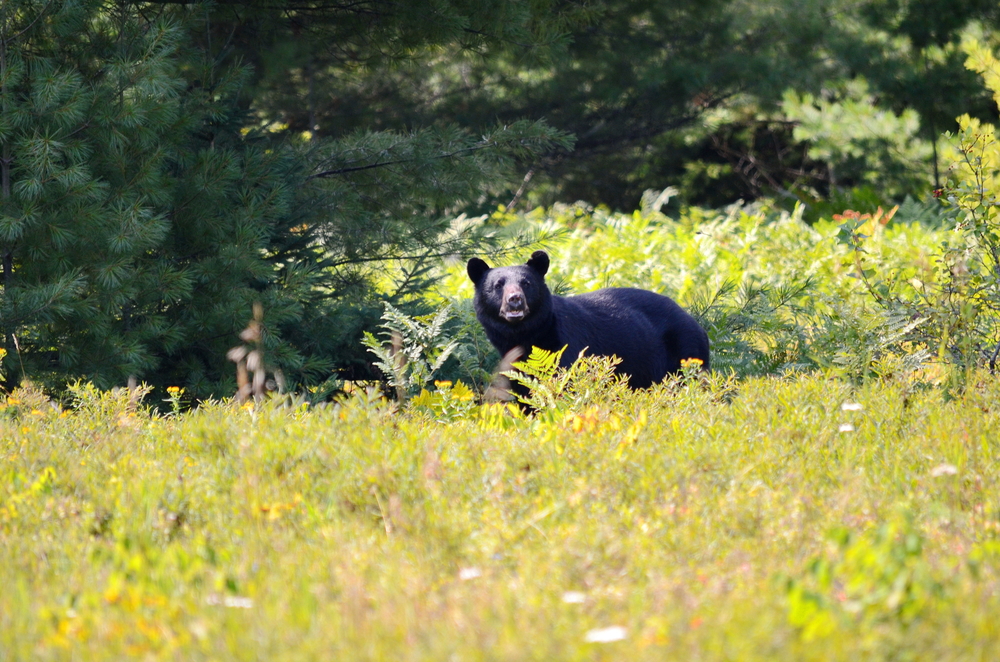 Male black bear walking in a green field.