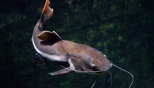 Redtail catfish swimming in a dark lake.