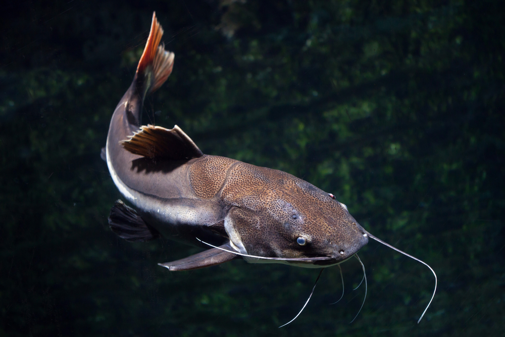 Redtail catfish swimming in a dark lake.