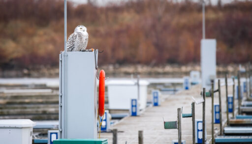 Female snowy owl perched on a post at a harbour pier.