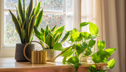 Variety of small houseplants on a table next to a window.