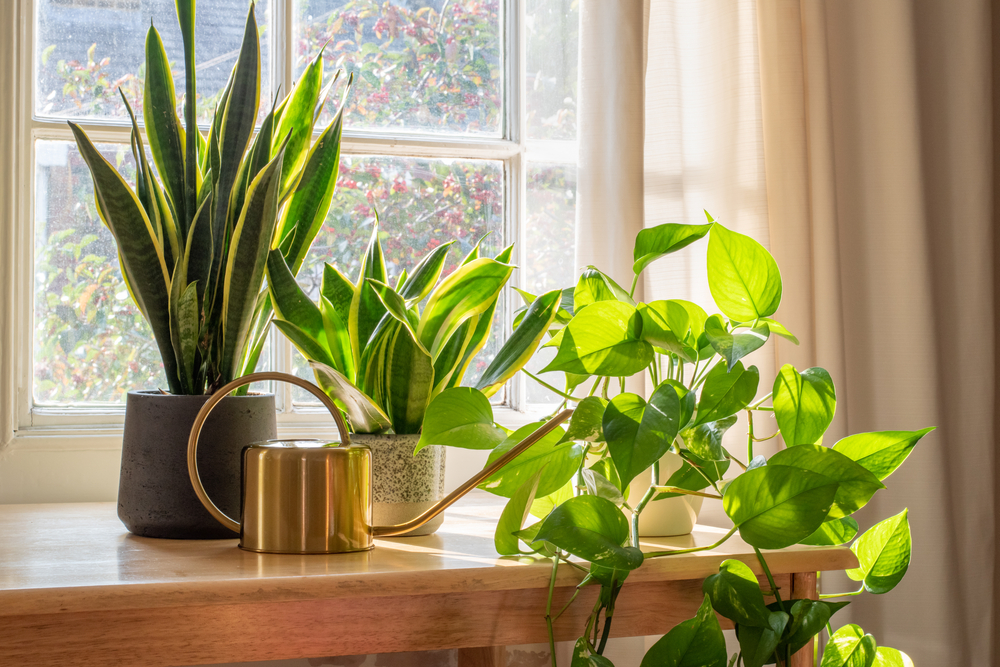 Variety of small houseplants on a table next to a window.