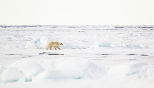 White polar bear walks the frozen tundra alone.