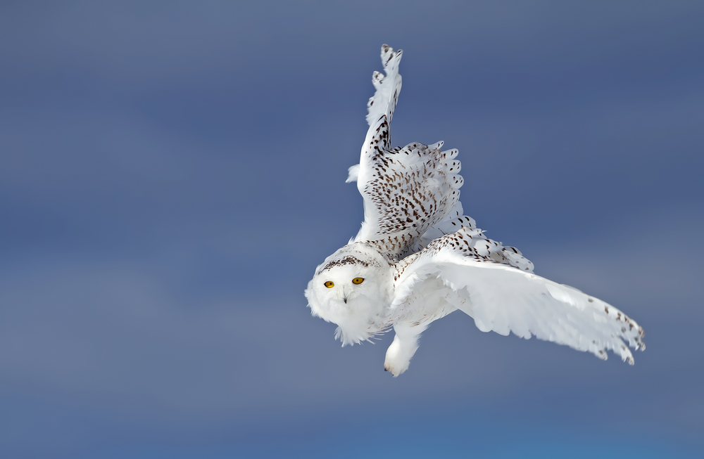 White, Snowy Owl flying against a blue-grey sky.
