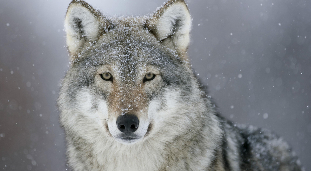 Close-up of a grey wolf with snow falling in the background.