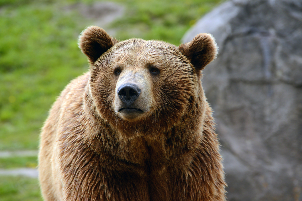 Close-up of a grizzly bear with a green field in the background.