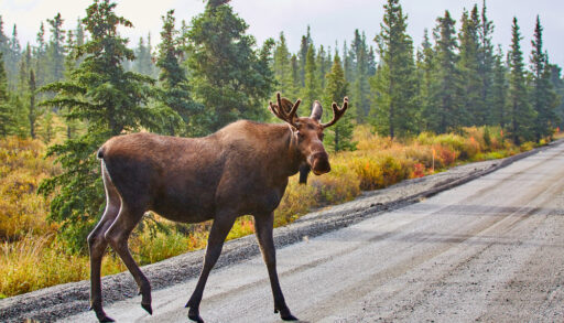 Moose crossing a road surrounded by a green forest.