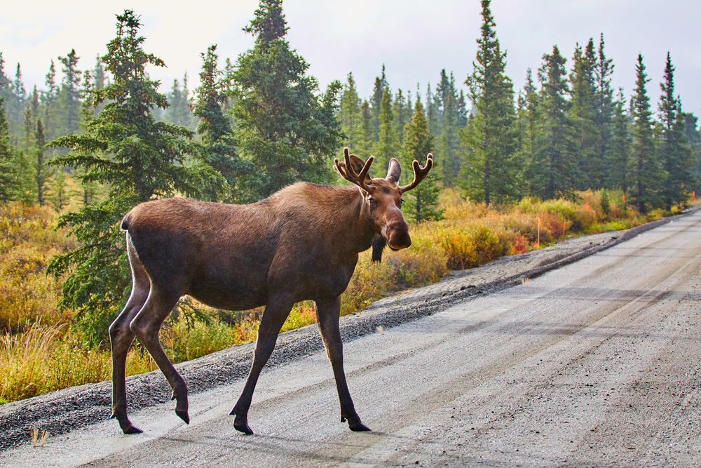 Moose crossing a road surrounded by a green forest.