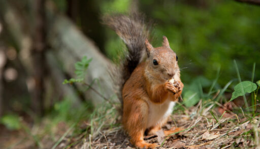 Fluffy, red European squirrel standing on a log chewing.