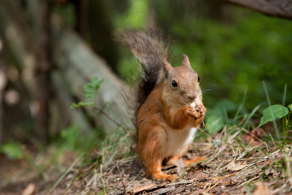 Fluffy, red European squirrel standing on a log chewing.