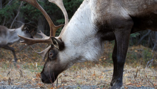 Close-up of a caribou feeding on grass.