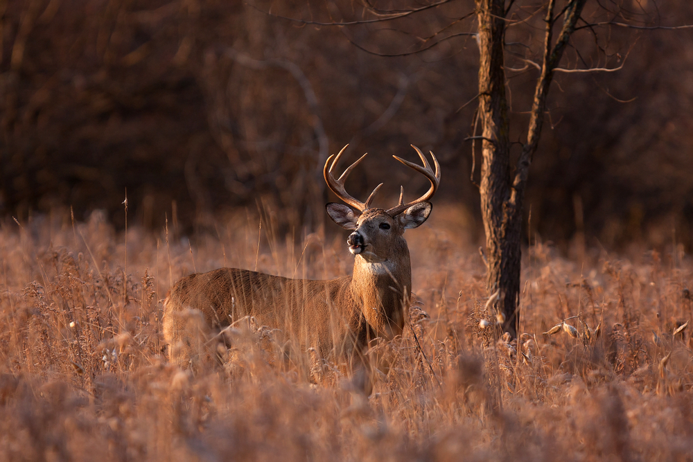 Whitetail deer buck standing near a tree in a brown field.
