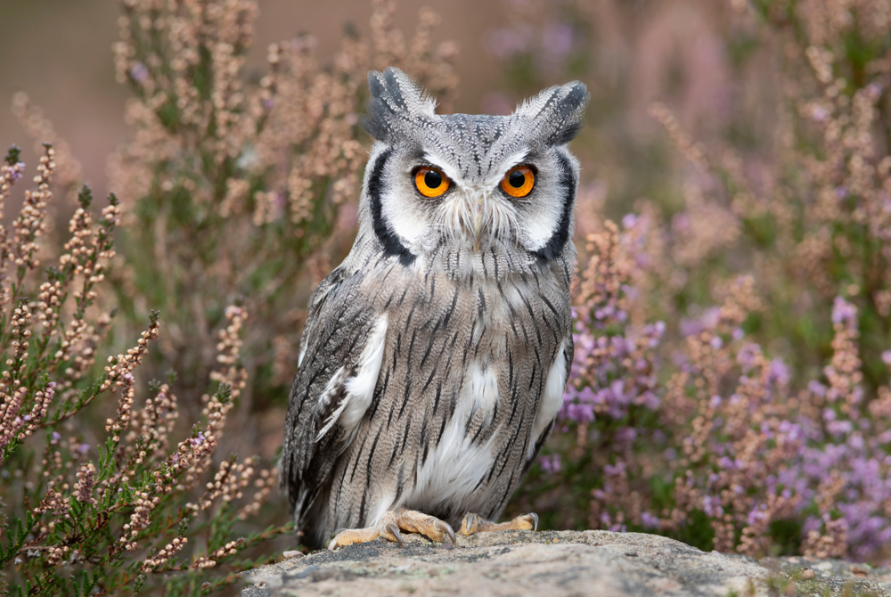 White-faced scops owl with yellow eyes sitting on a rock with purple flowers in the background.