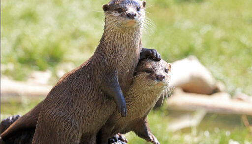 Pair of brown river otters with one standing and putting a paw on the head of the other.