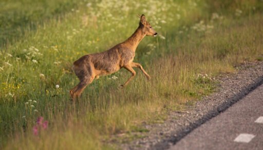 Deer jumping up a hill near a road.