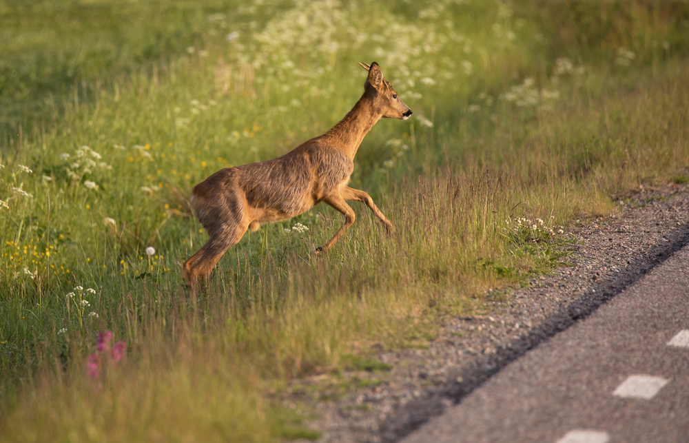 Deer jumping up a hill near a road.