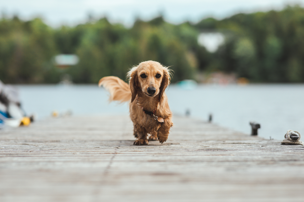 Close-up of a brown wiener dog walking on a dock.