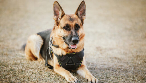 German shepherd police dog laying down in a field.