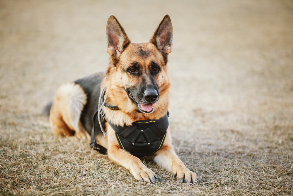 German shepherd police dog laying down in a field.