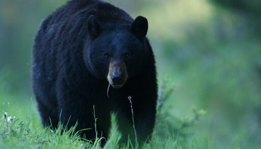 Black bear walking in afield of green grass.