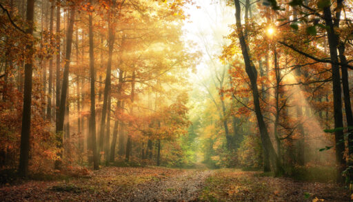 Sunbeams shining through fall foliage in a forest.