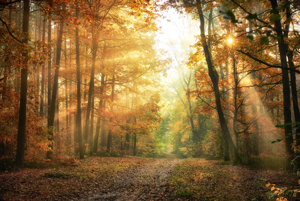 Sunbeams shining through fall foliage in a forest.