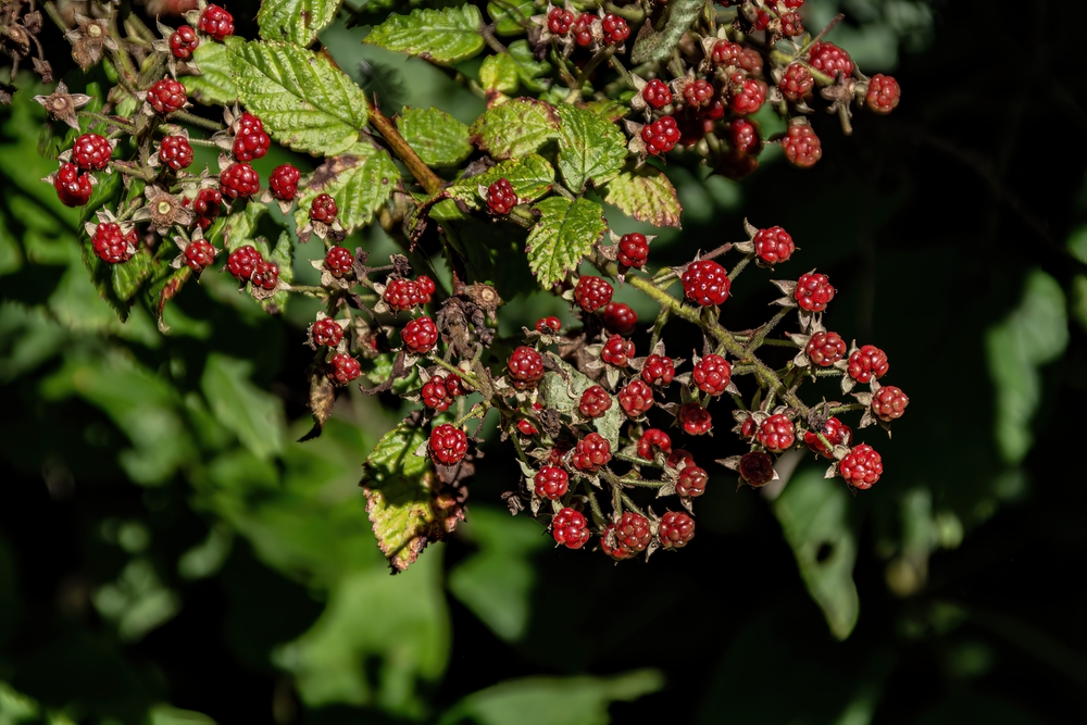 Close-up of a wild raspberry bush with green leaves and red berries growing on it.