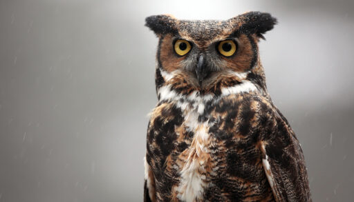 Close-up of a Great Horned Owl.