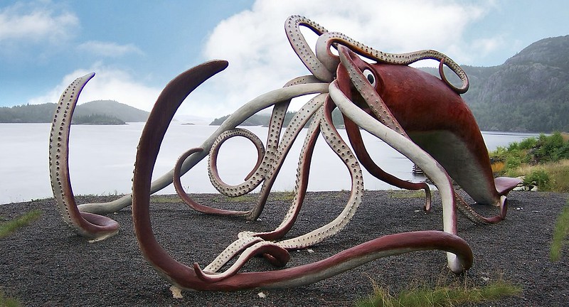 Giant squid in Glovers Harbour, Newfoundland