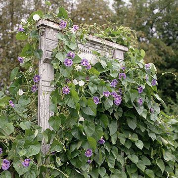 Make a garden trellis