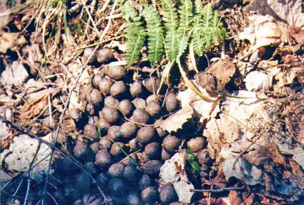 Moose droppings