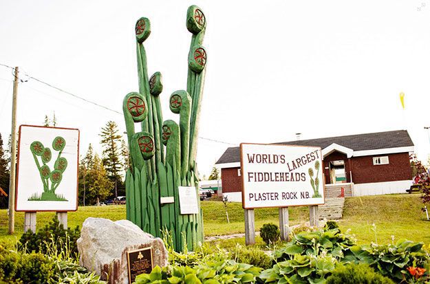 World’s largest fiddleheads in Plaster Rock, New Brunswick