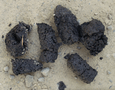 Coyote droppings