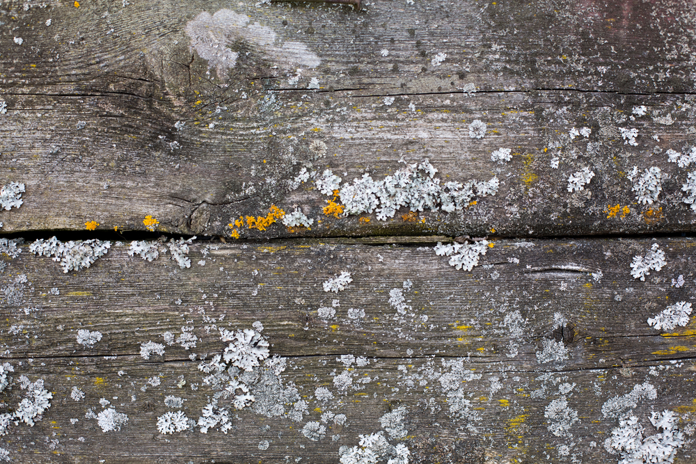 White lichen stains on wood boards.