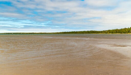 Light-coloured beach surrounded by green trees on Lake Huron.
