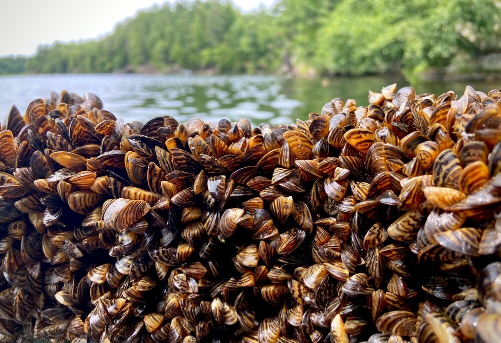 Dense collection of zebra mussels along a lake shoreline surrounded by trees.