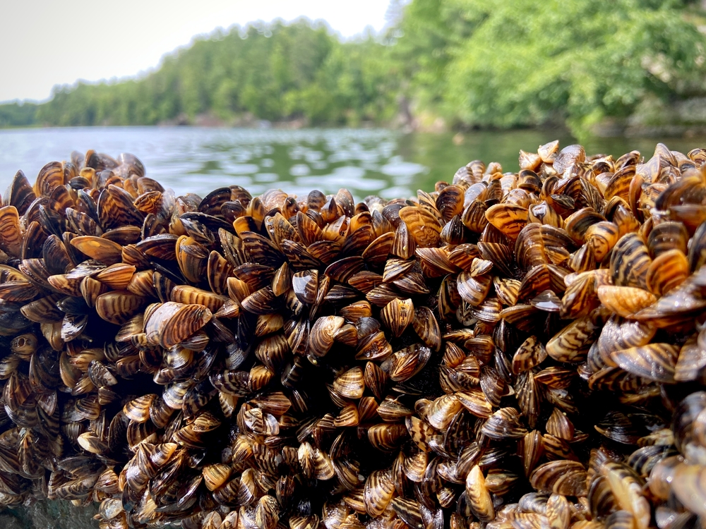 Dense collection of zebra mussels along a lake shoreline surrounded by trees.