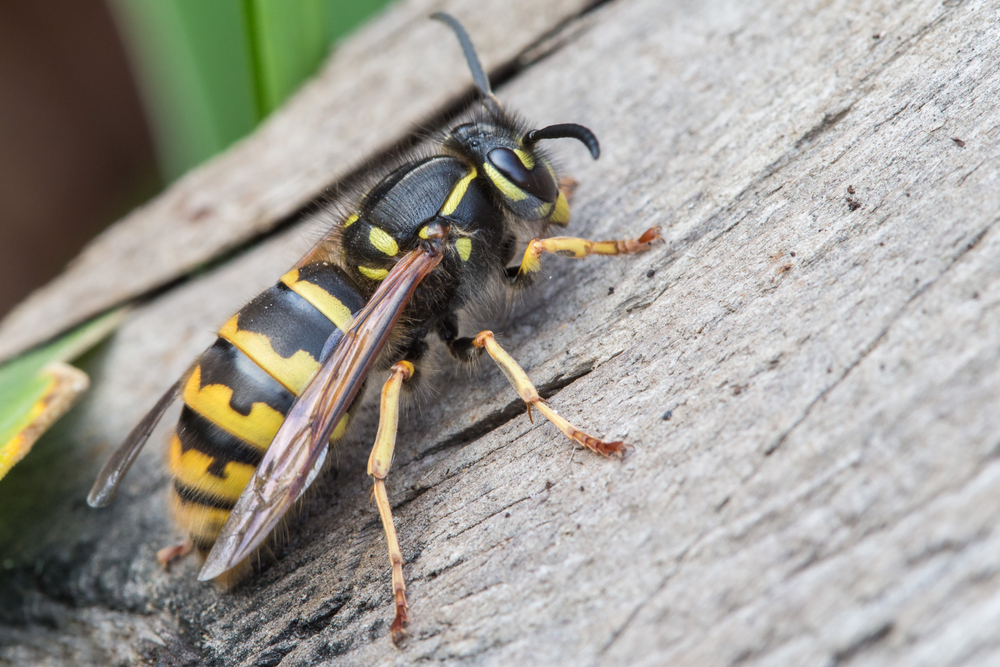 Close-up of a black and yellow wasp on a piece of wood.