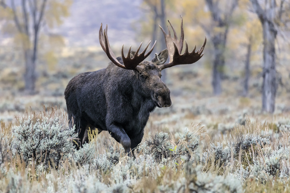 Brown bull moose walking in a brown field.