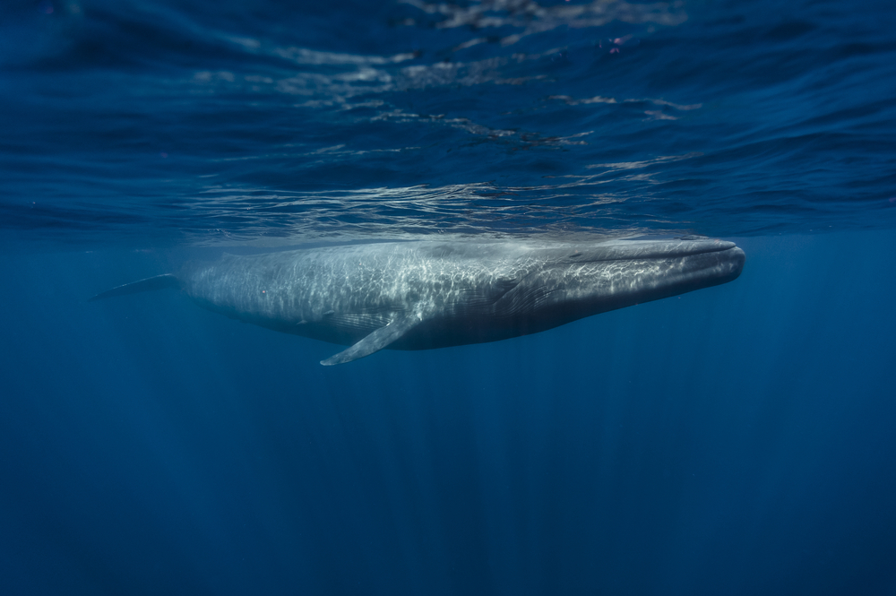 Underwater view of a Blue Whale swimming in the ocean.