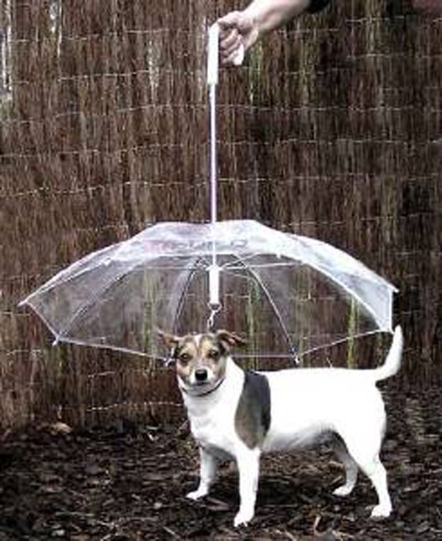 Dog umbrella