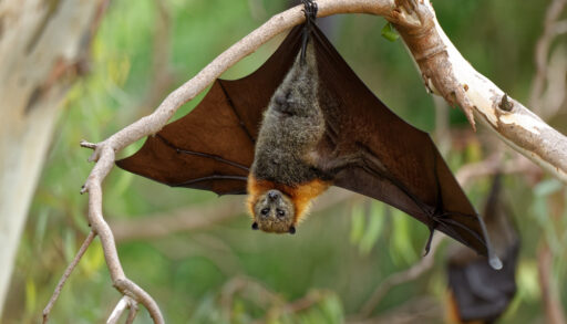 Brown bat hanging upside down on a tree branch.