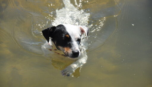 Small dog swimming in water.