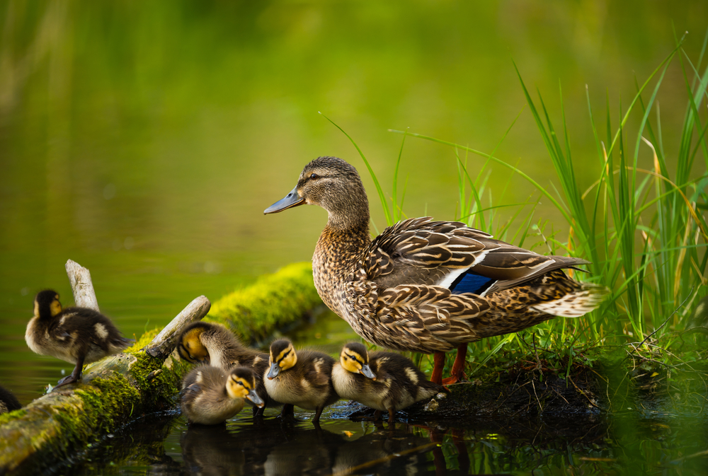 Female mallard duck standing next to a pond with her ducklings.