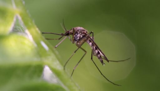 Close-up of a mosquito on a green leaf.