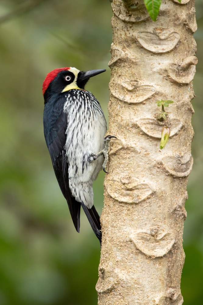 Acorn woodpecker