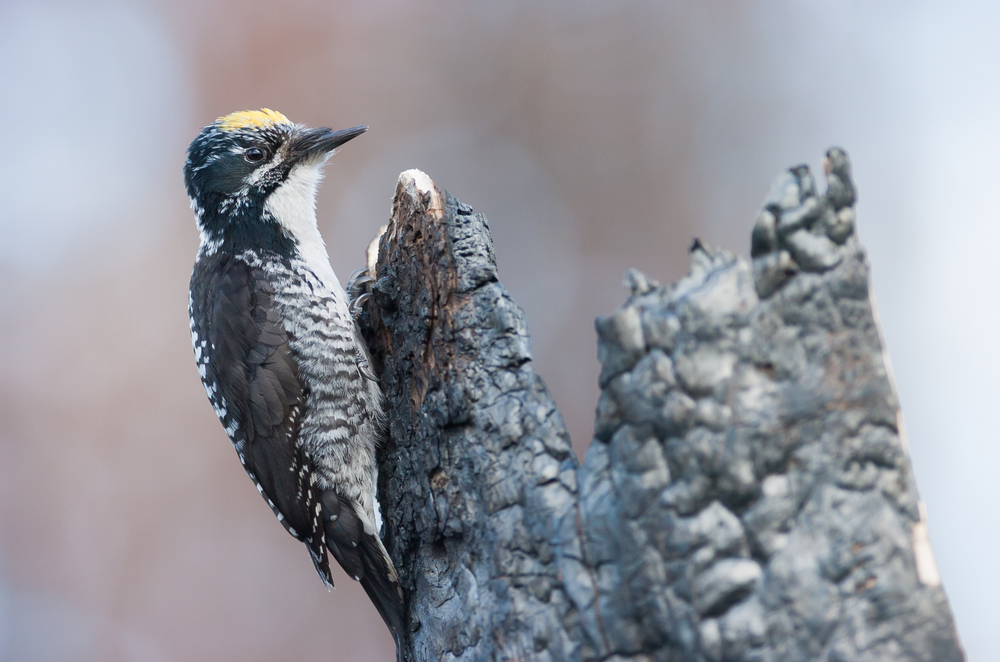 American three-toed woodpecker